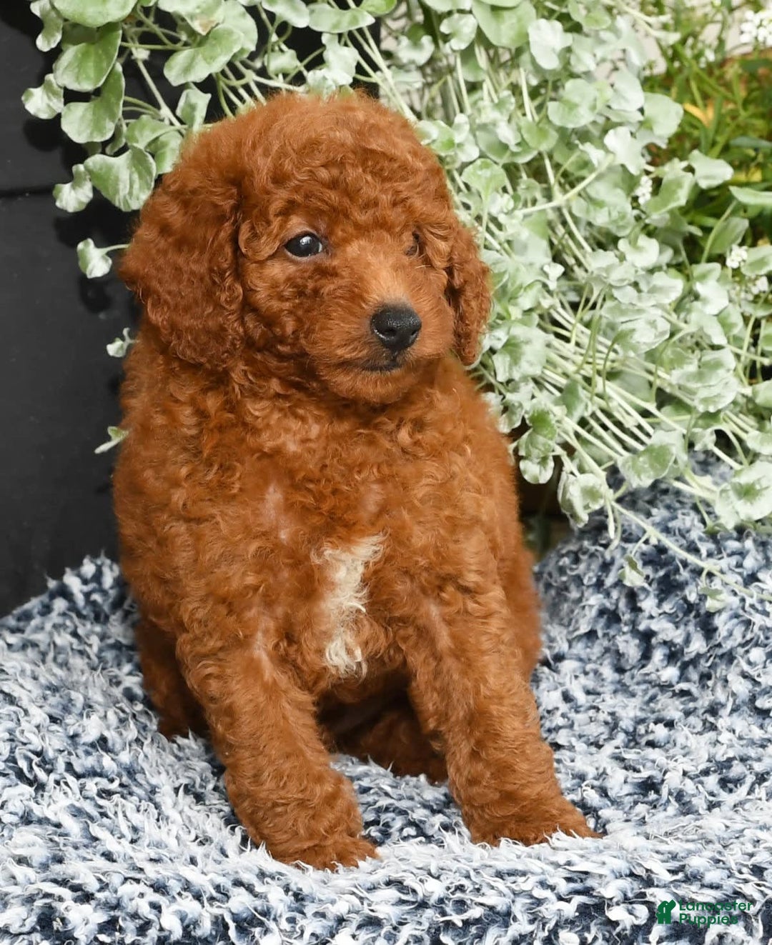 Miniature Poodle dogs for sale: Roscoe - Image 7