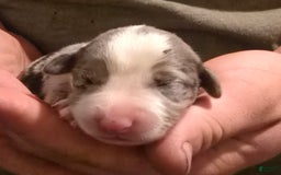 Miniature Australian Shepherd dogs for sale: Liam - Image 1