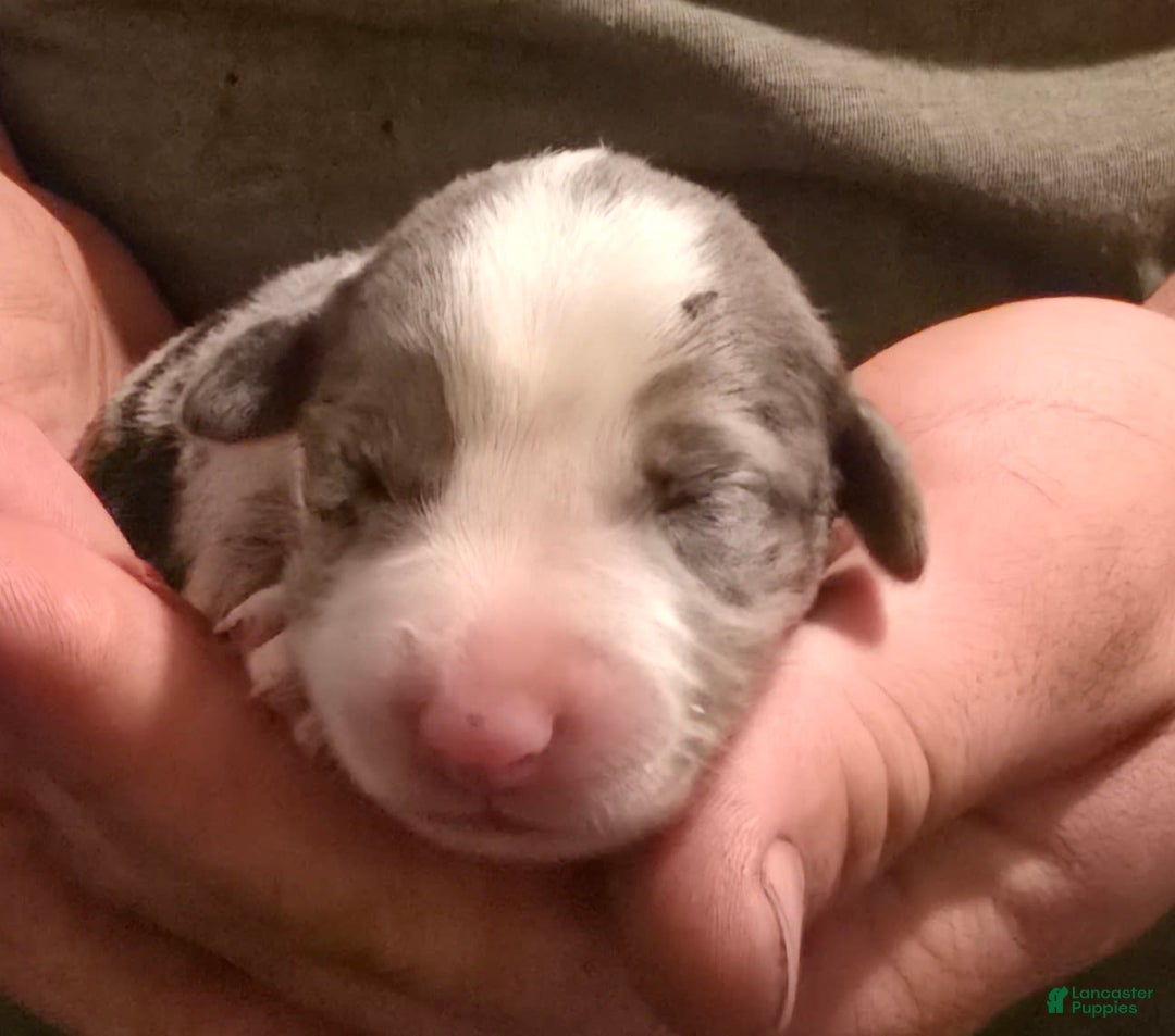 Miniature Australian Shepherd dogs for sale: Liam - Image 1