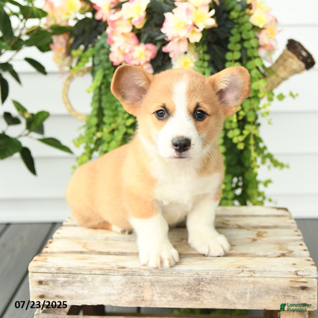 Welsh Corgi Pembroke dogs for sale: Pickles - Image 1