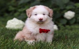 Miniature Australian Shepherd dogs for sale: Rover - Image 2