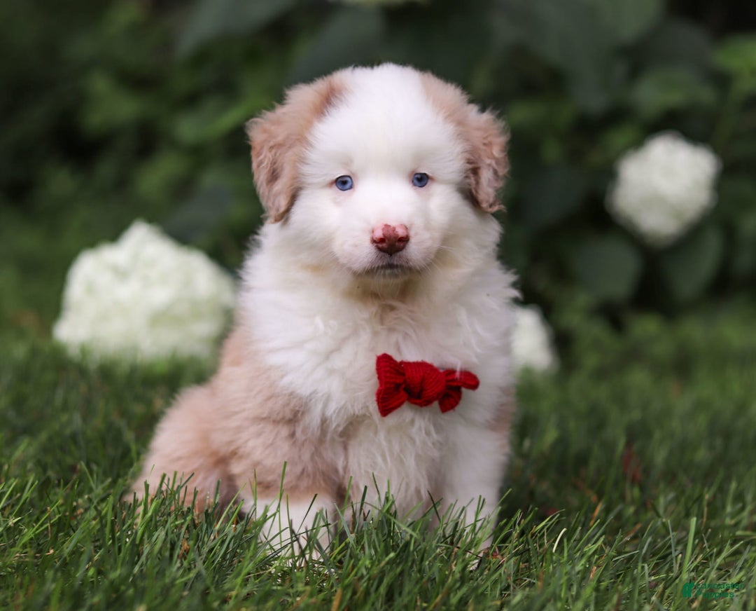 Miniature Australian Shepherd dogs for sale: Rover - Image 2