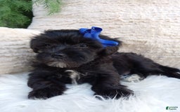 Teddy Bear dogs for sale: Teddy Bear 6 puppies - Image 7