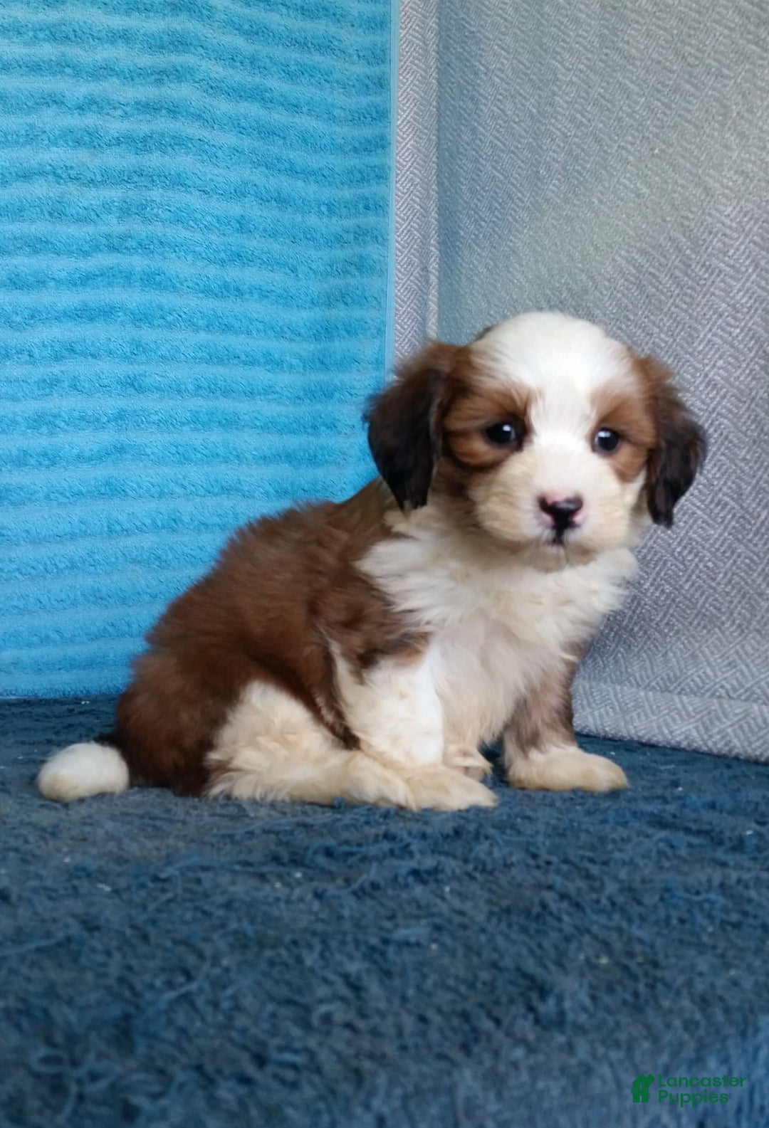 Havanese dogs for sale: Dolly - Image 1