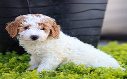 Standard Poodle dogs for sale: Rogan - Image 9