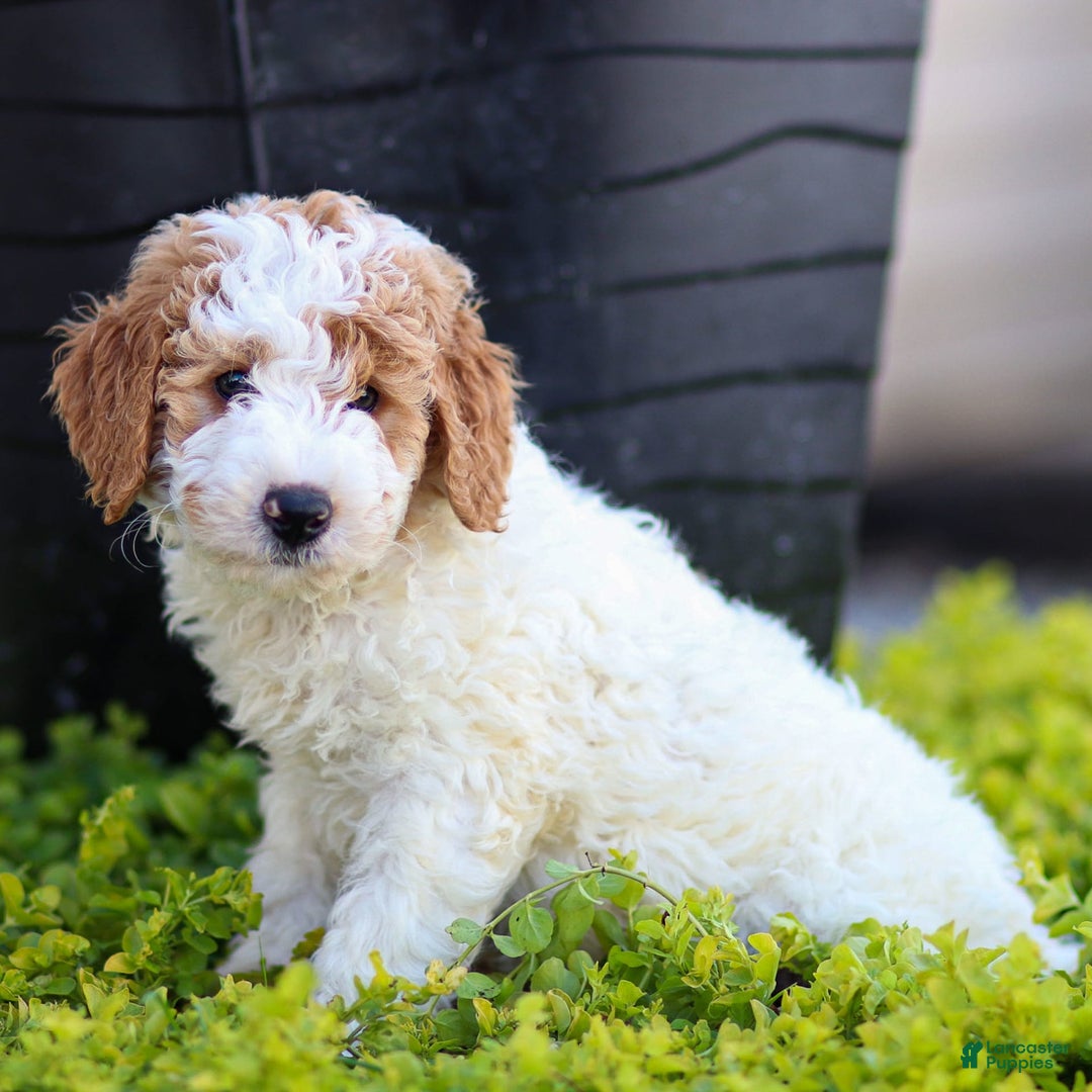 Standard Poodle dogs for sale: Rogan - Image 9