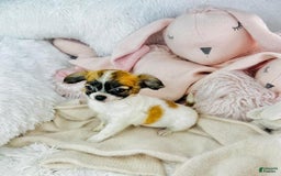 Chihuahua dogs for sale: Catie - Image 2