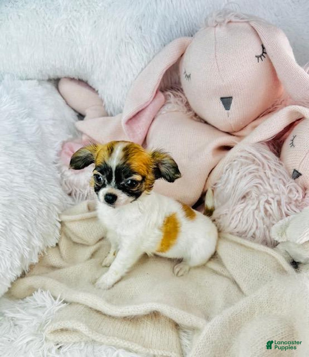Chihuahua dogs for sale: Catie - Image 2