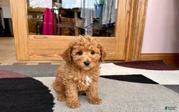 Cavapoo dogs for sale: Jaron - Image 3