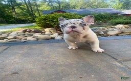 French Bulldog dogs for sale: Daisy - Image 4