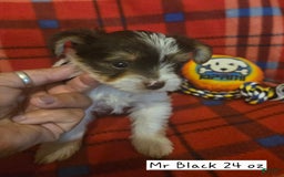 Yorkshire Terrier dogs for sale: Mr Black - Image 2