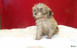 Aussiedoodle dogs for sale: COLOR - Image 1