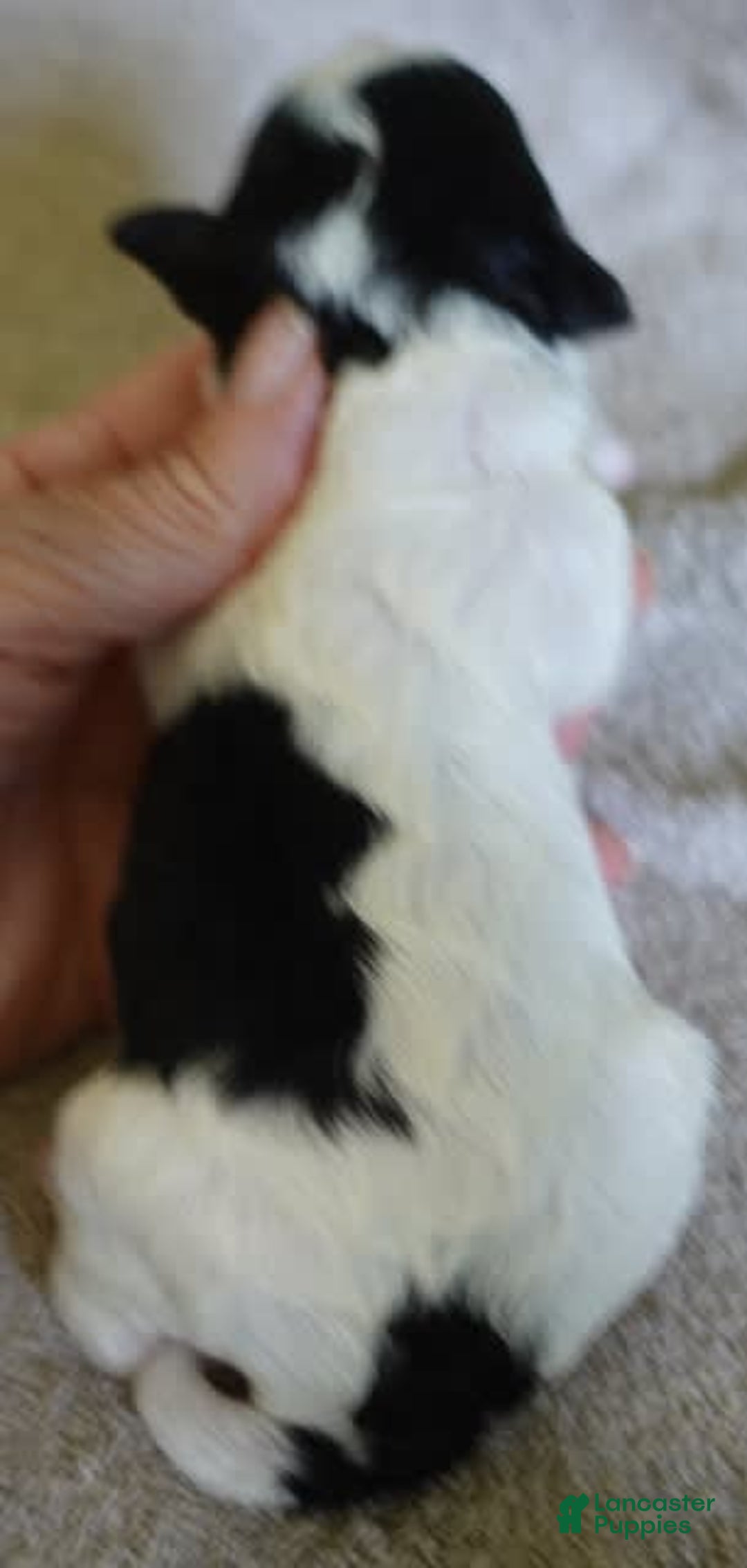 Toy Poodle dogs for sale: Zara Parti Girl - Image 10