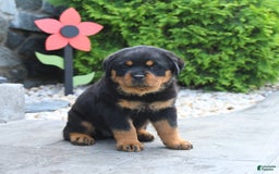 Rottweiler dogs for sale: Rottweiler 7 puppies - Image 2