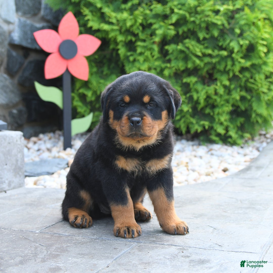 Rottweiler dogs for sale: Rottweiler 7 puppies - Image 2