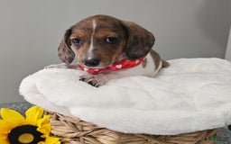 Dachshund dogs for sale: Slinky - Image 10