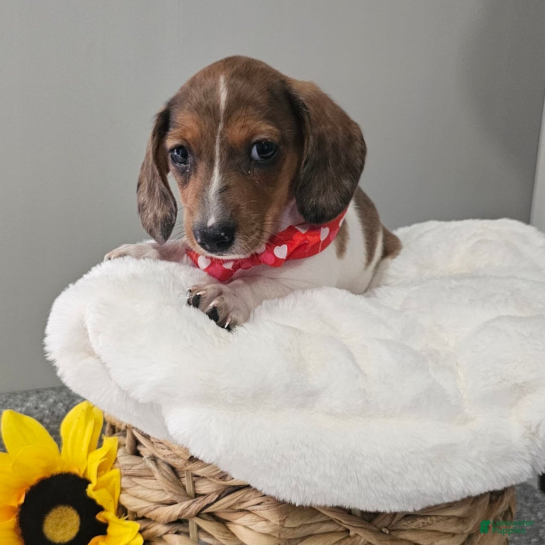 Dachshund dogs for sale: Slinky - Image 10