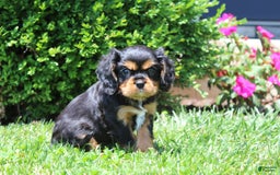 Cavalier King Charles Spaniel dogs for sale: Rex - Image 1