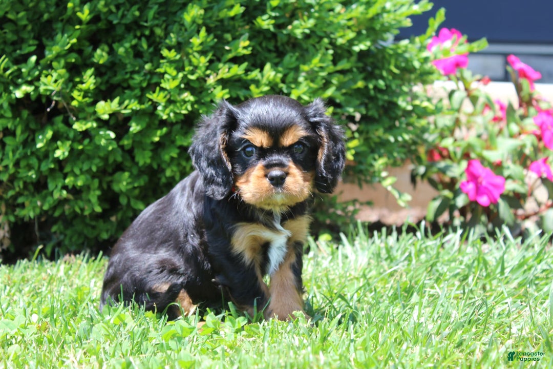 Cavalier King Charles Spaniel dogs for sale: Rex - Image 1