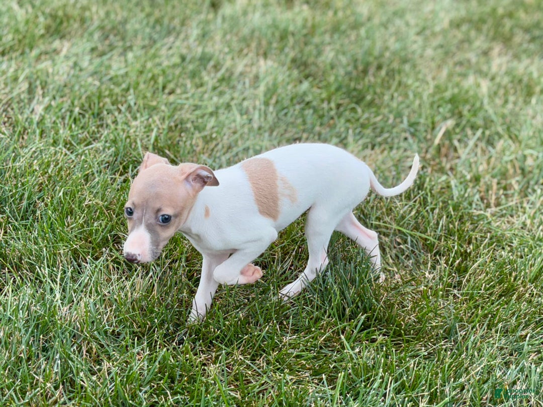 Italian Greyhound dogs for sale: Noel - Image 10