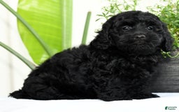 Mini Goldendoodle dogs for sale: Hope - Image 9