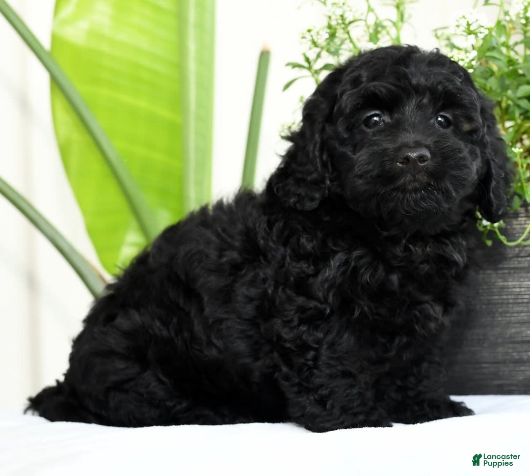 Mini Goldendoodle dogs for sale: Hope - Image 9