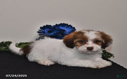 Shihpoo dogs for sale: Jake - Image 5
