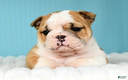 English Bulldog dogs for sale: Olive - Image 5