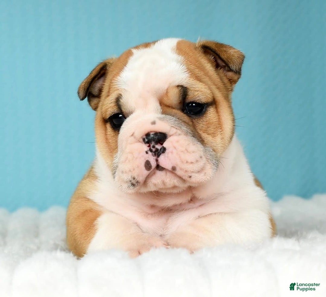 English Bulldog dogs for sale: Olive - Image 5