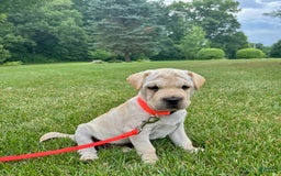 Mini Hippo dogs for sale: Dasher - Image 7