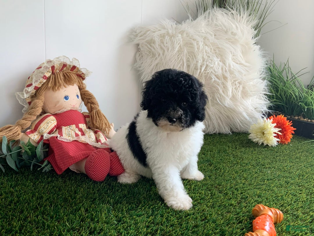 Toy Poodle dogs for sale: Jaydon - Image 5