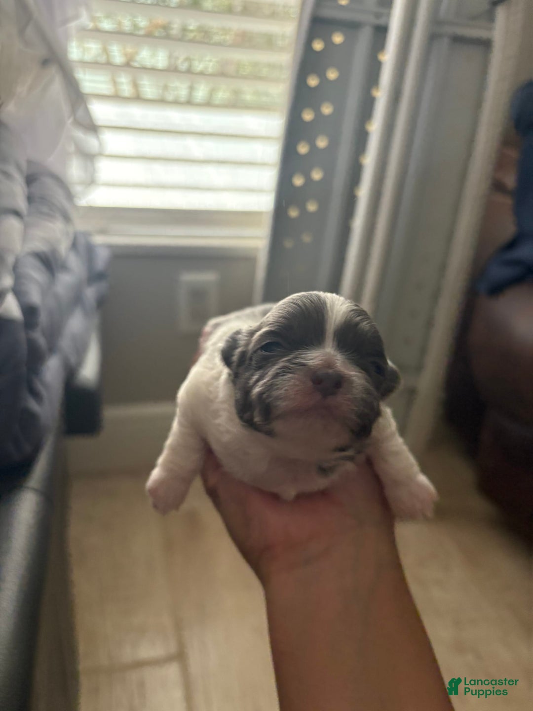 Shih Tzu dogs for sale: Linda - Image 2
