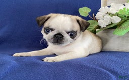 Pug dogs for sale: Delbert - Image 4