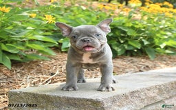 Frenchton dogs for sale: Rosie - Image 3