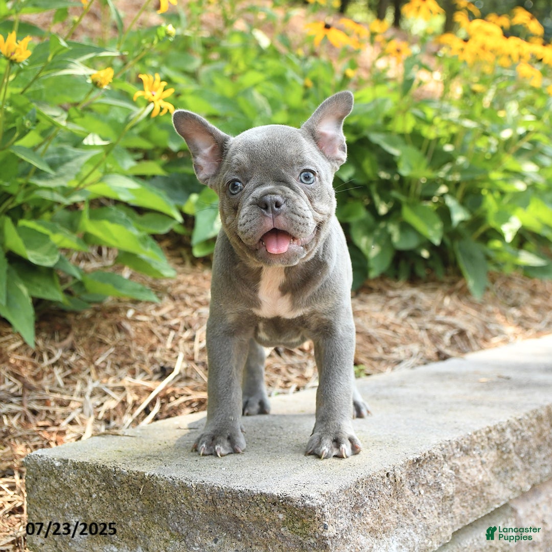 Frenchton dogs for sale: Rosie - Image 3