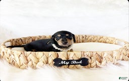 Miniature Dachshund dogs for sale: Akc Lola - Image 1