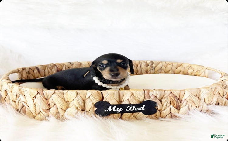Miniature Dachshund dogs for sale - Ad 3