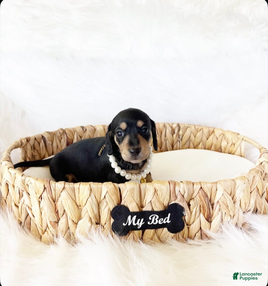 Miniature Dachshund dogs for sale: Akc Lola - Image 1
