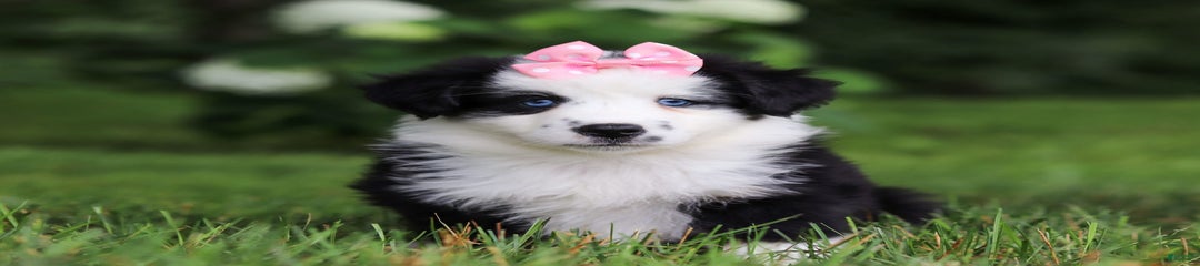 Joy