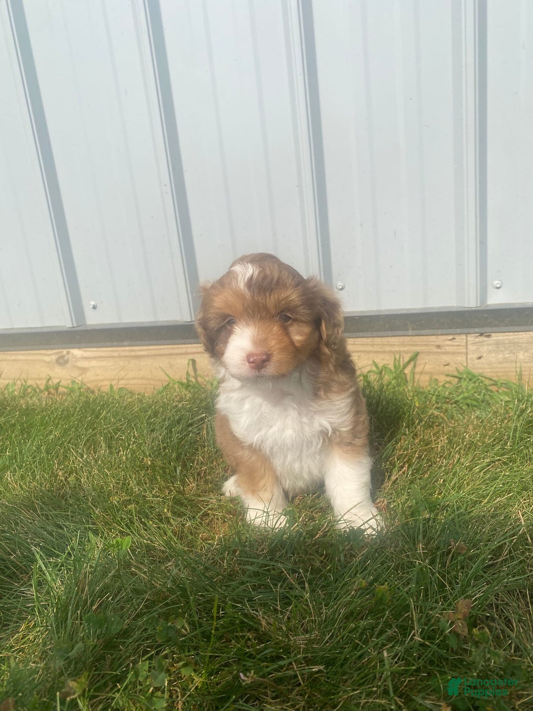 Mini Aussiedoodle dogs for sale: Bandit - Image 5