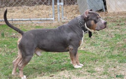 American Bully dogs for sale: Socks - Image 7