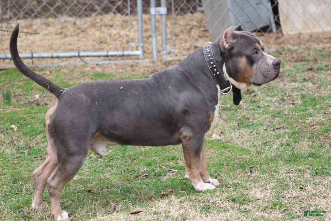 American Bully dogs for sale: Socks - Image 7