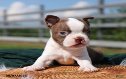 Boston Terrier dogs for sale: Murphy - Image 3