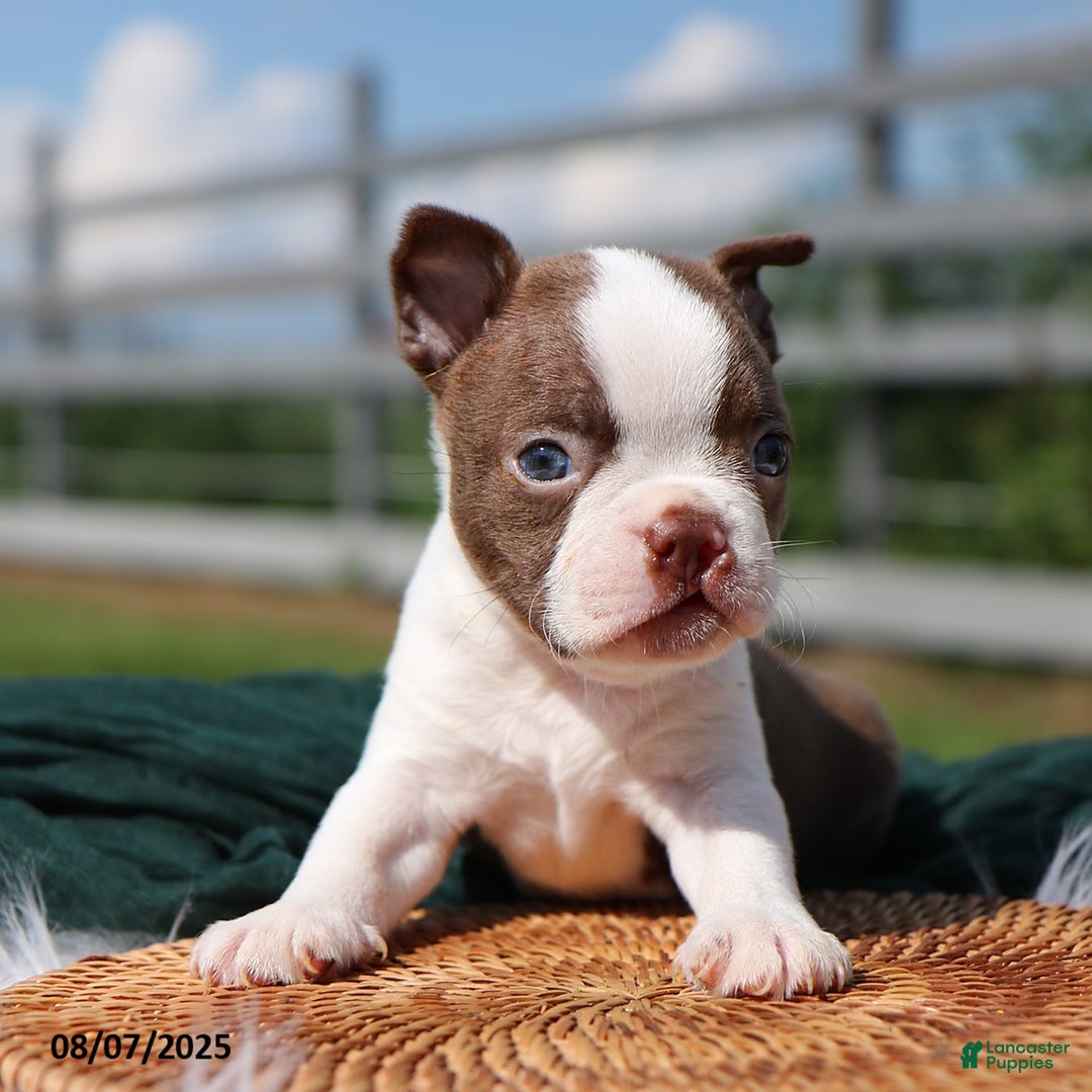 Boston Terrier dogs for sale: Murphy - Image 3