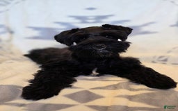 Miniature Schnauzer dogs for sale: Akc Shadow - Image 3