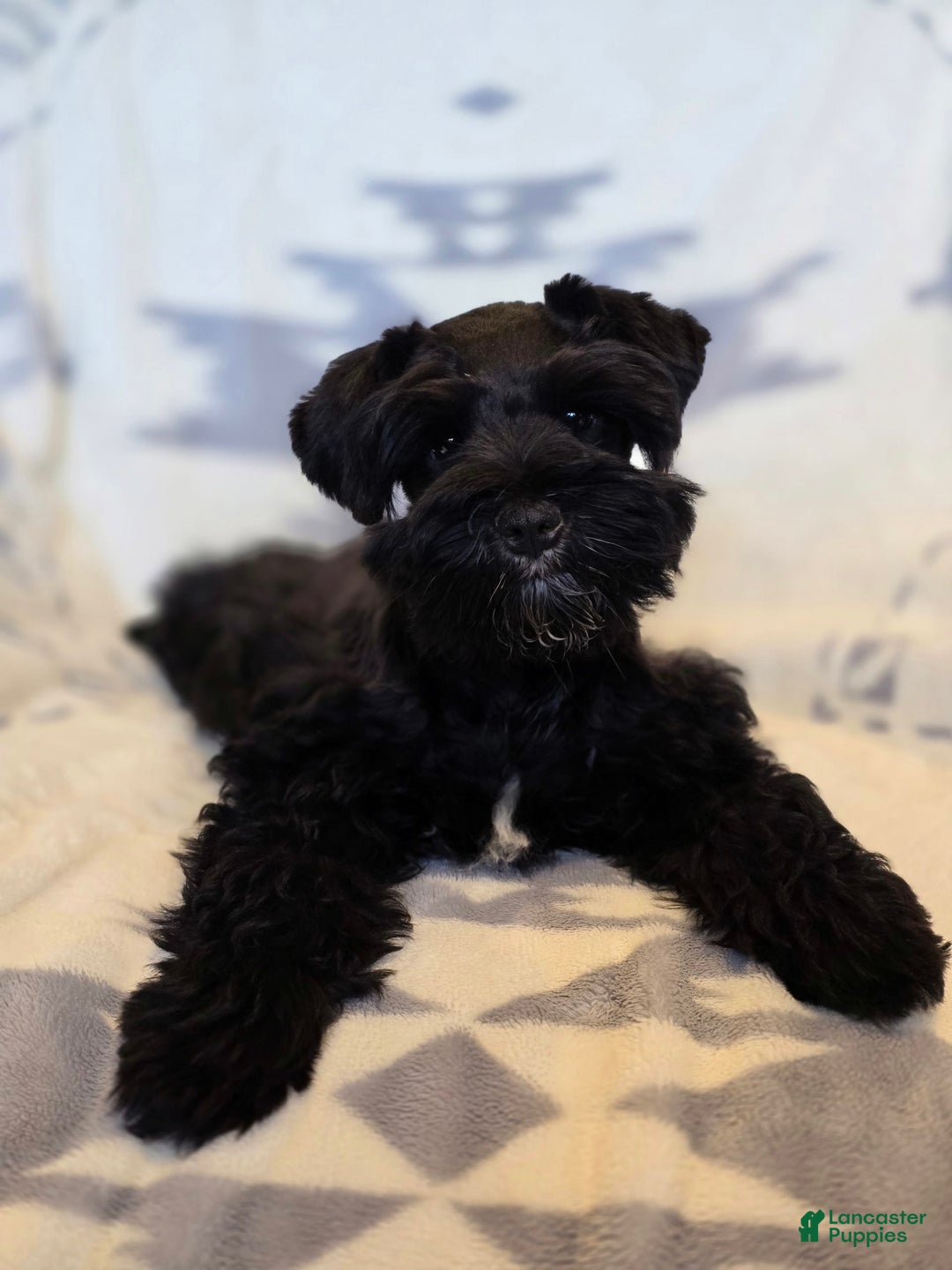 Miniature Schnauzer dogs for sale: Akc Shadow - Image 3