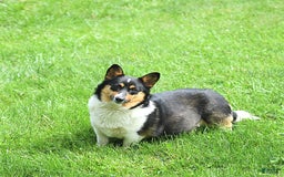 Welsh Corgi Pembroke dogs for sale: Mickey - Image 6