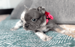 French Bulldog dogs for sale: Eagle Blue Merle Female - Image 1