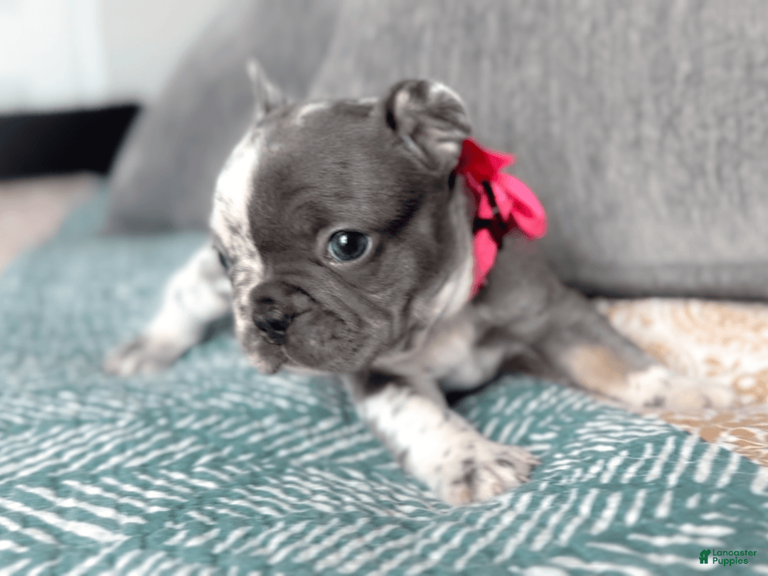French Bulldog dogs for sale: Eagle Blue Merle Female - Image 1