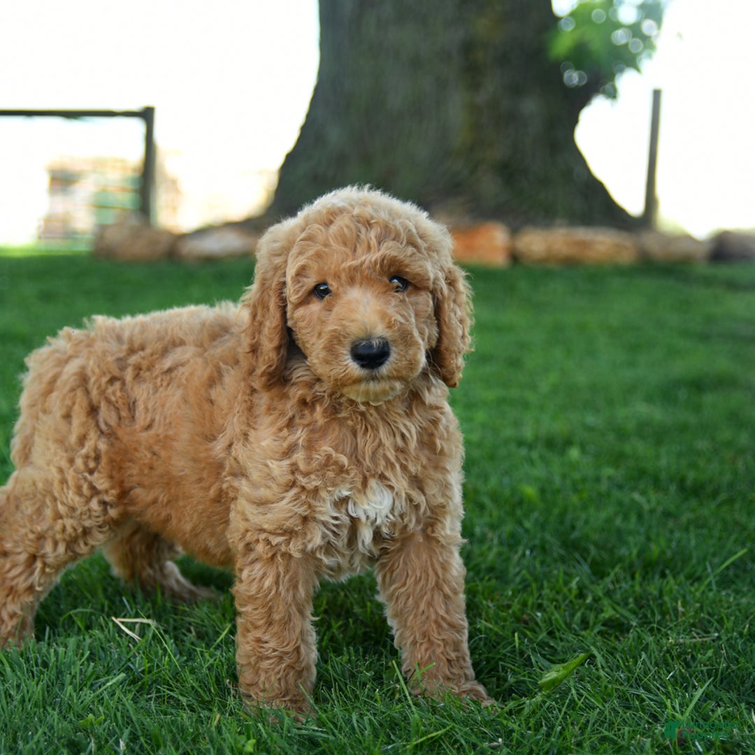 Standard Poodle dogs for sale: Captain - Image 2